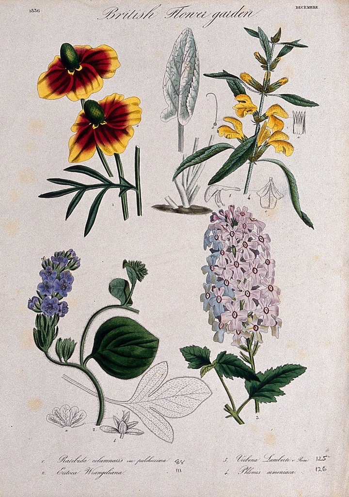Four British garden plants: flowering