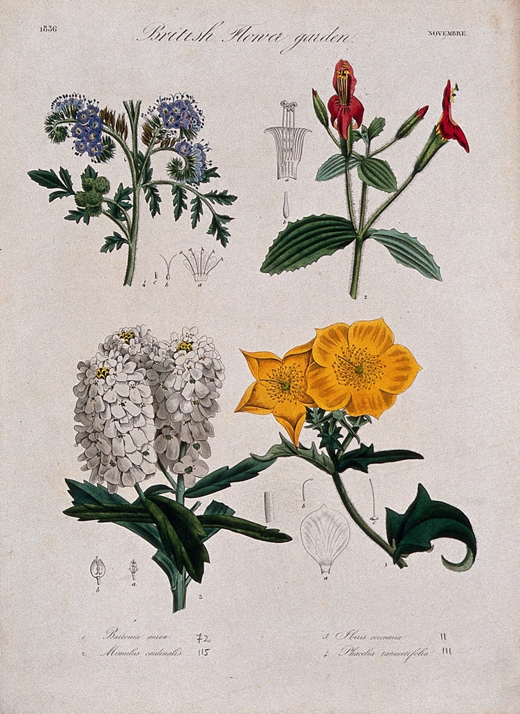 Four British garden plants: flowering