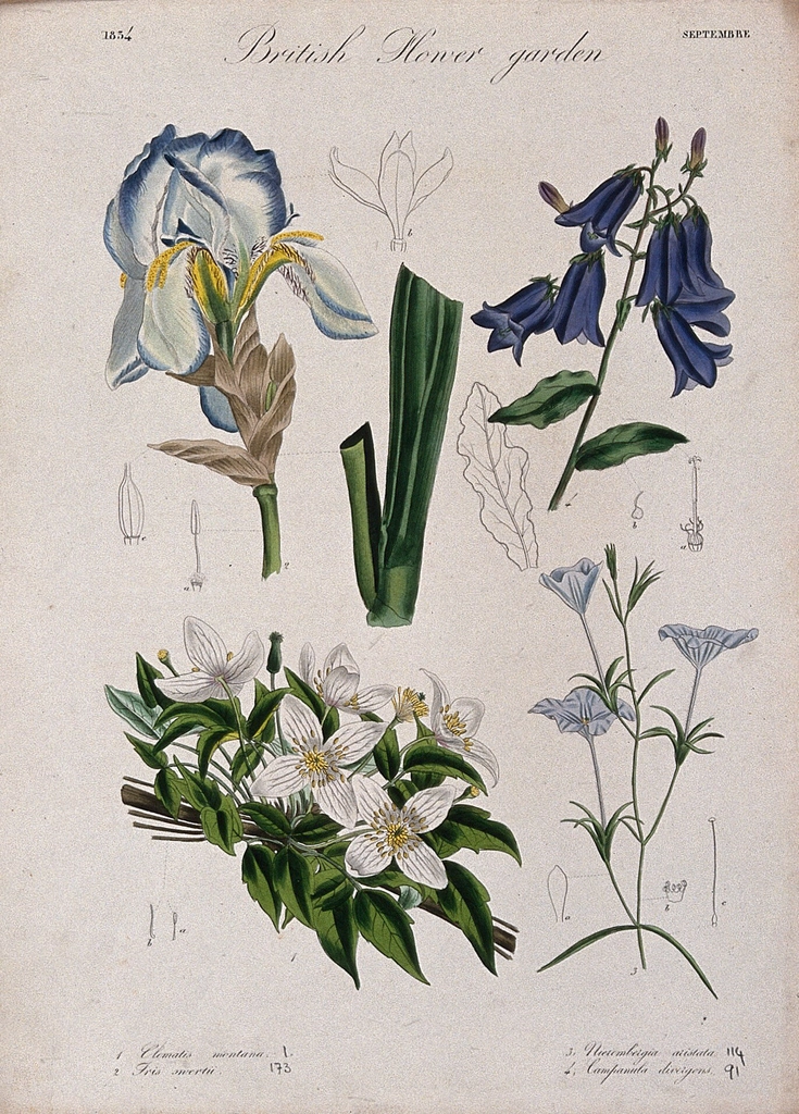 Four British garden plants: flowering