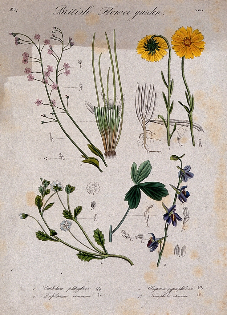 Four British garden plants, including