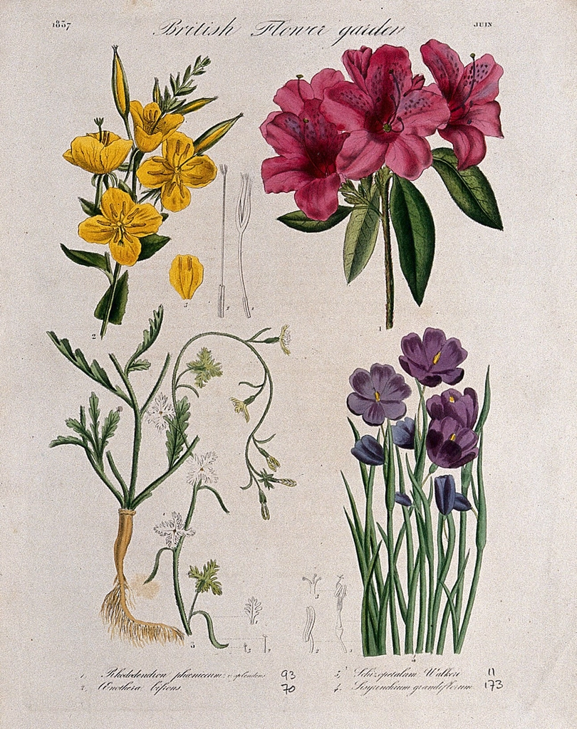Four British garden plants, including