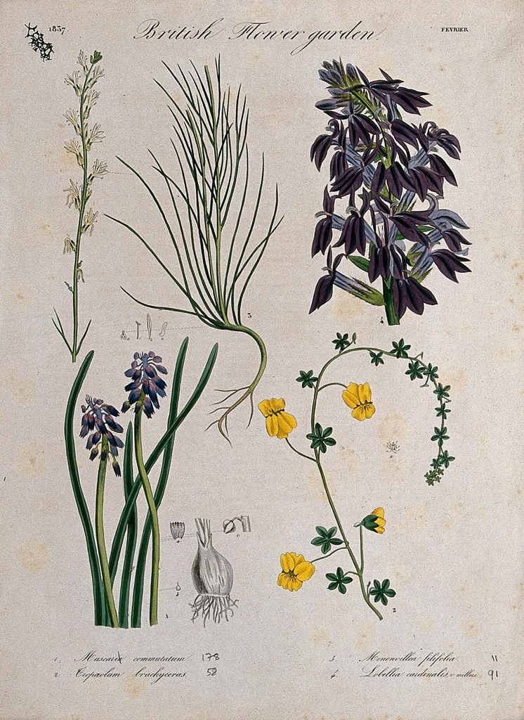 Four British garden plants, including