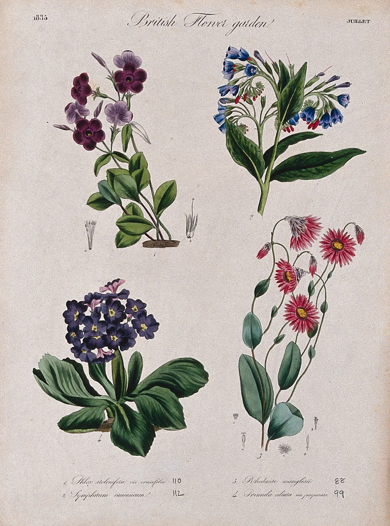 Four British garden plants, including