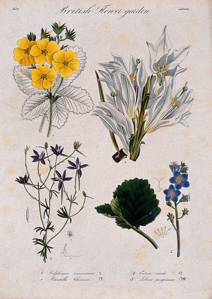 Four British garden plants, including