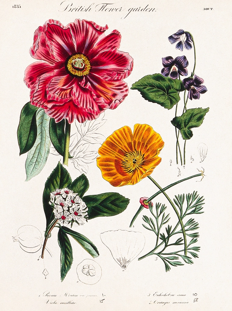Four British garden plants, including
