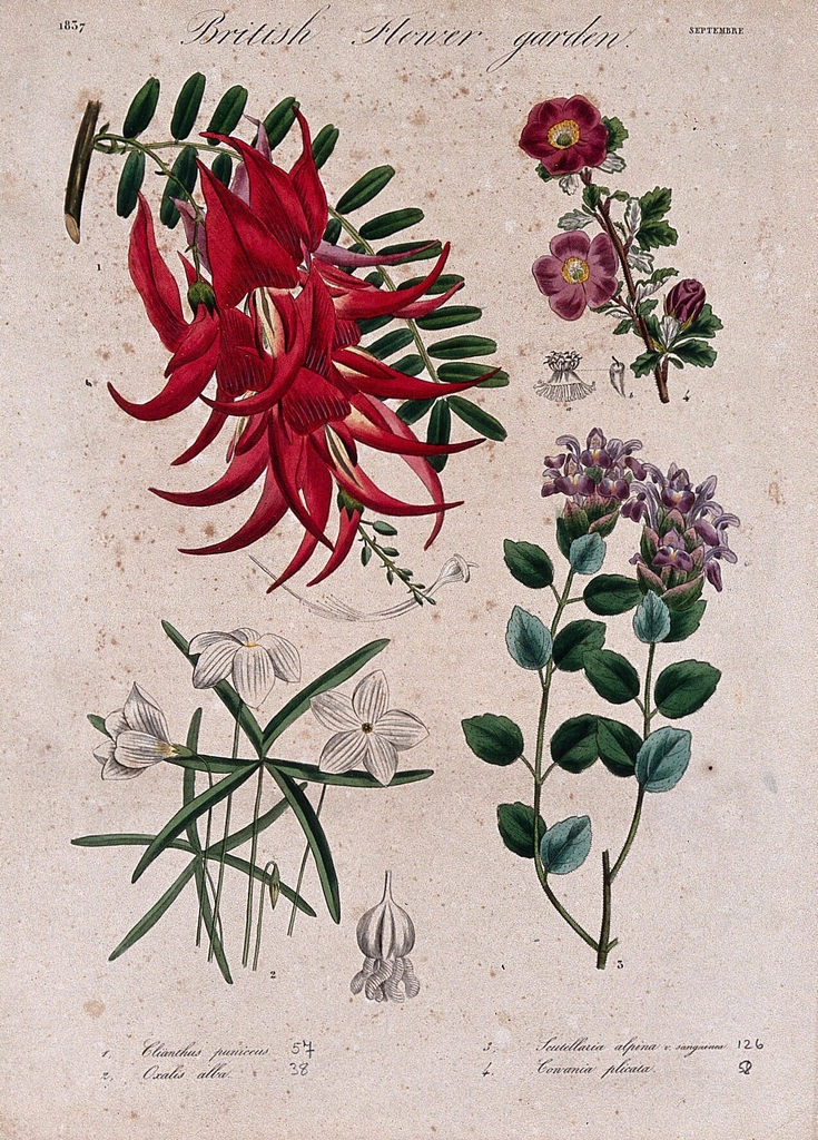 Four British garden plants, including