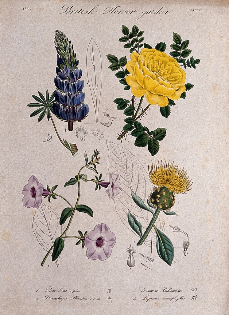 Four British garden plants, including