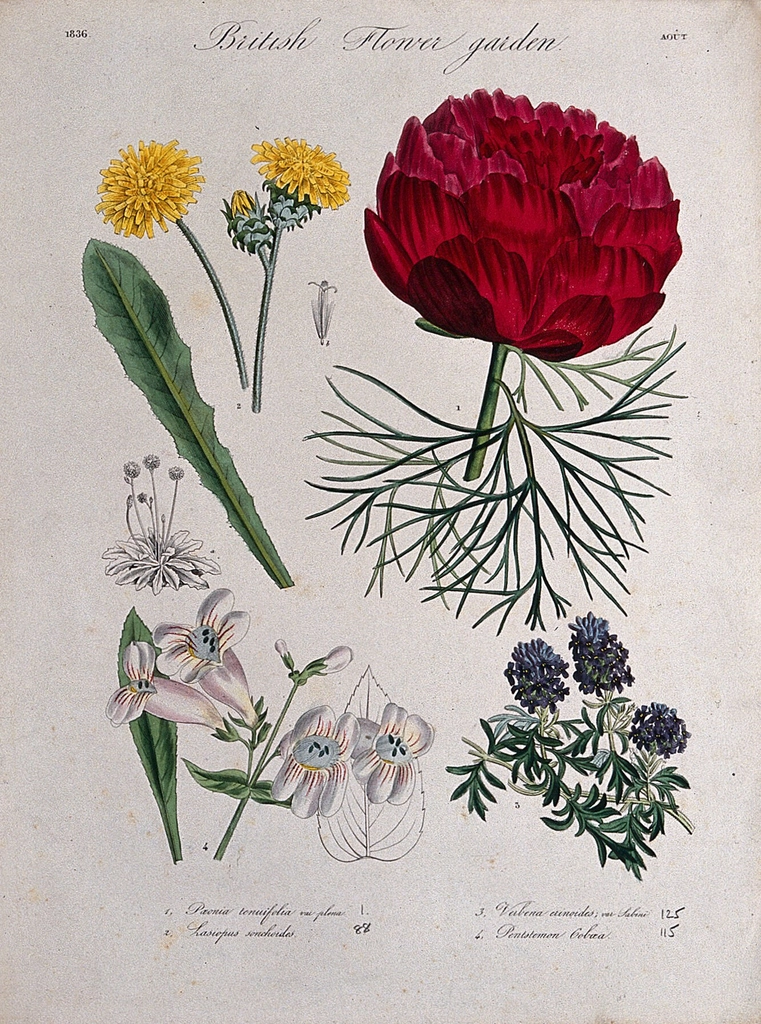 Four British garden plants, including