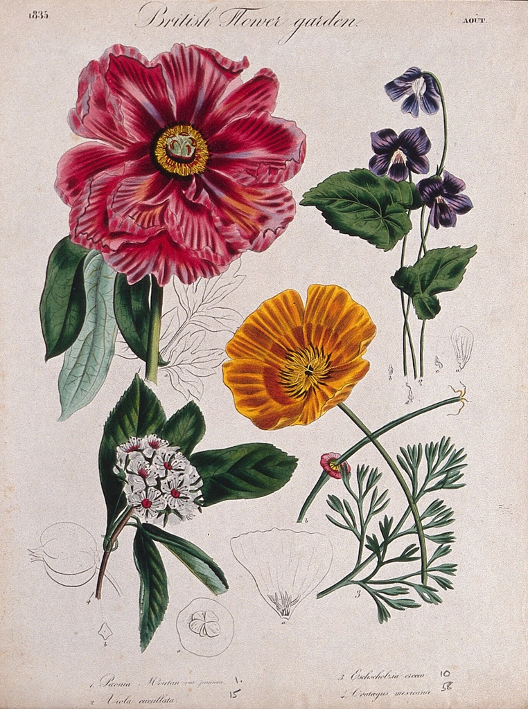 Four British garden plants, including