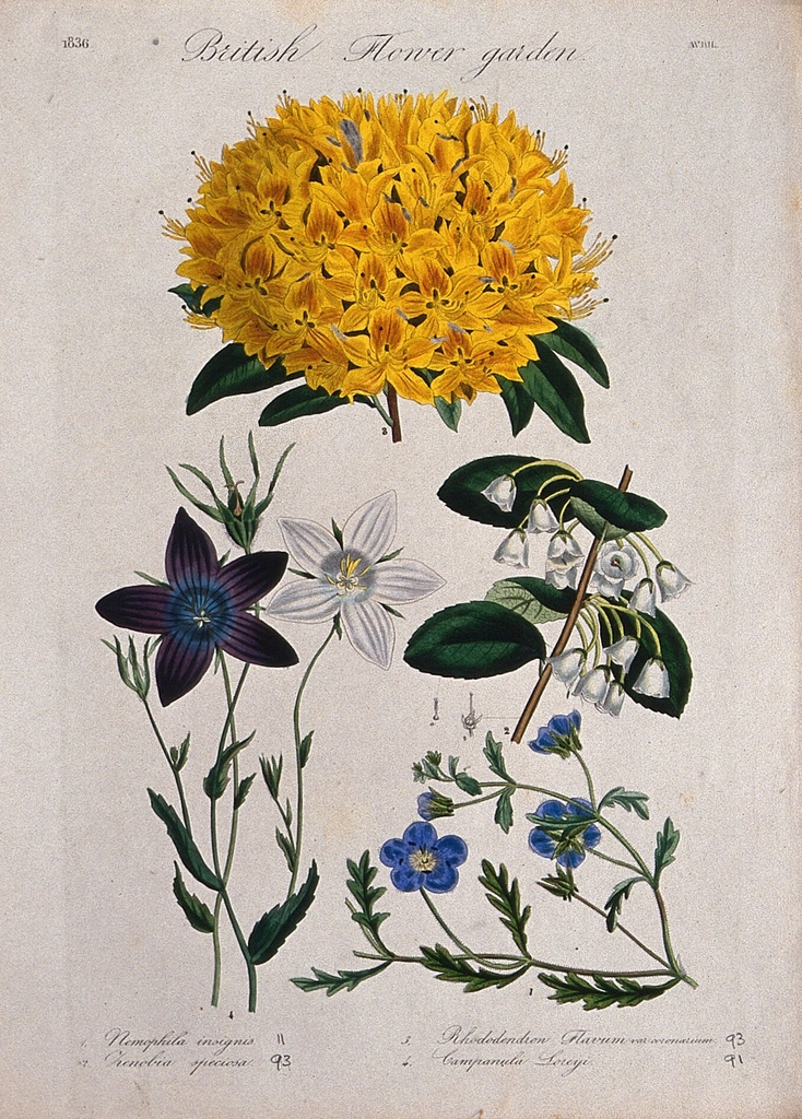 Four British garden plants, including