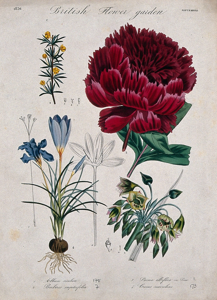 Four British garden plants, including