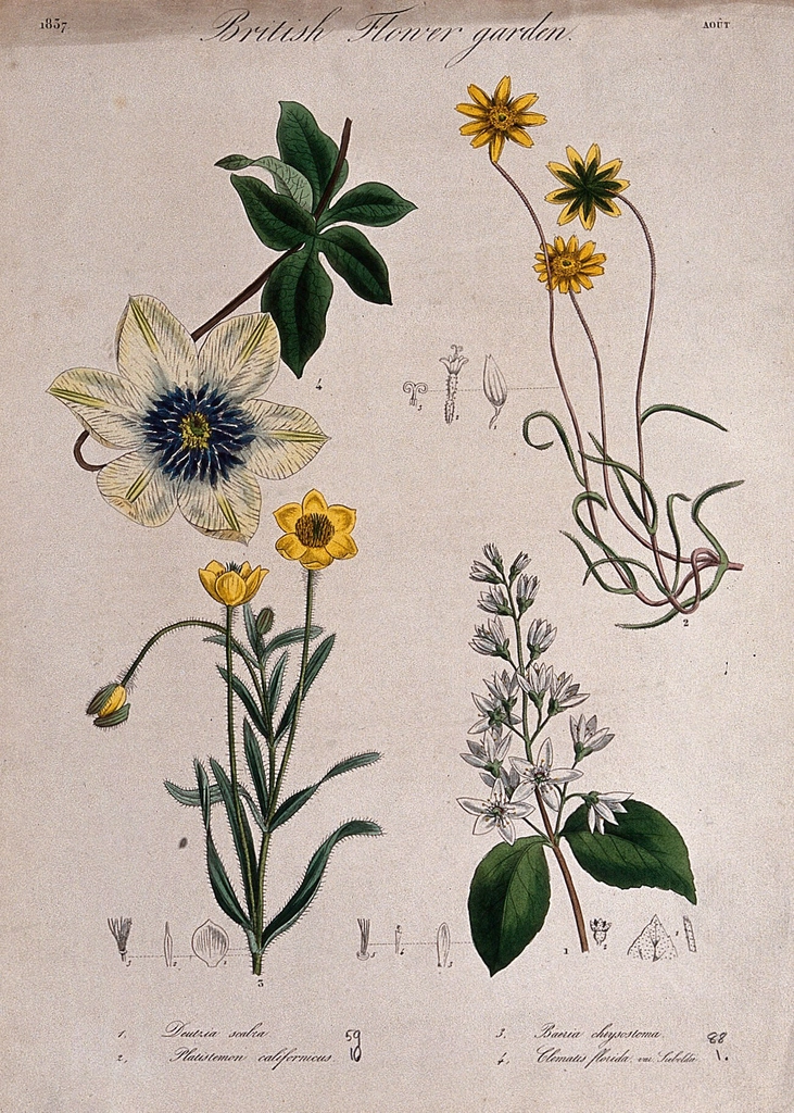 Four British garden plants, including