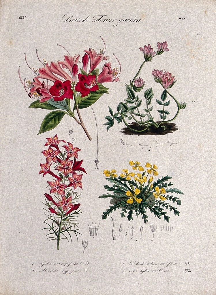 Four British garden plants, including
