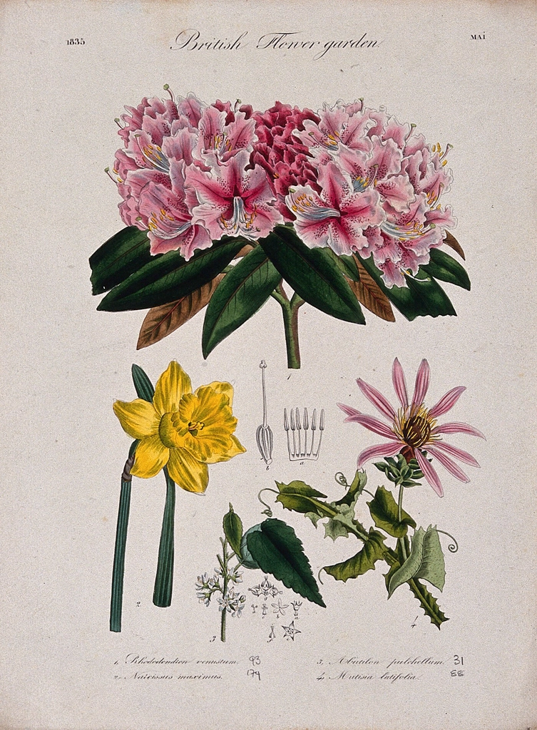 Four British garden plants, including