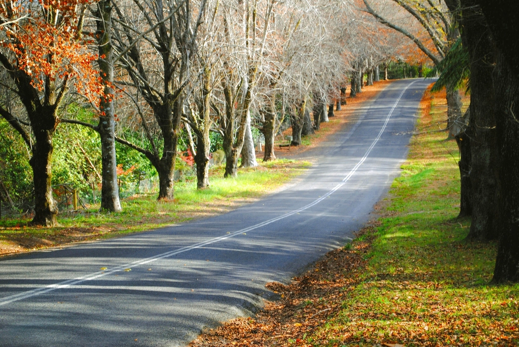 Free autumn fall road orange