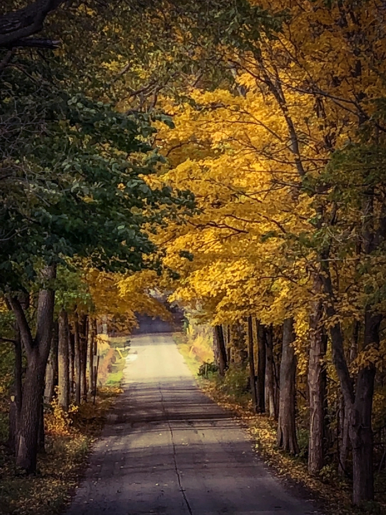 Free autumn fall road orange