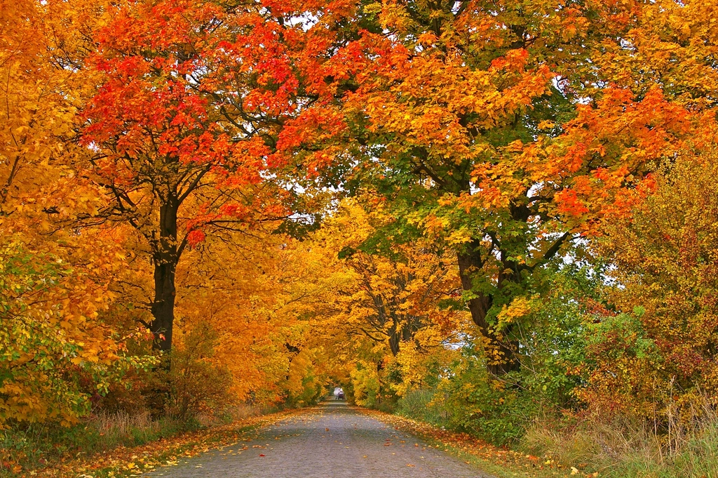 Free autumn fall road orange