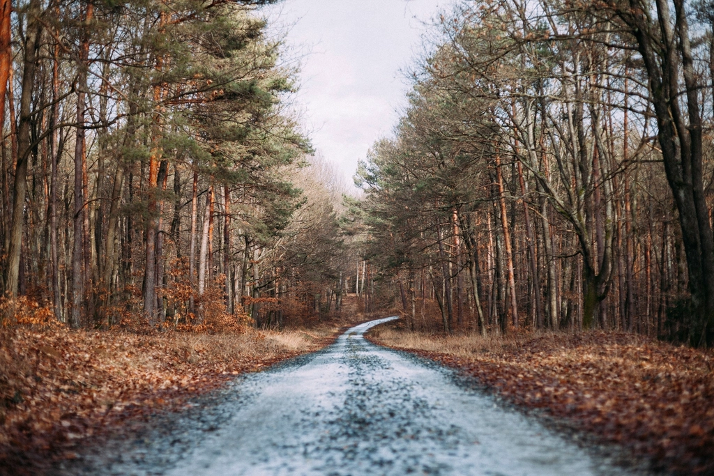 Free autumn fall road orange