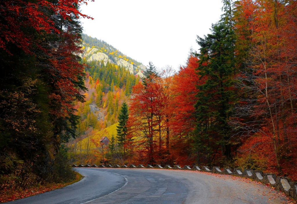 Free autumn fall road orange