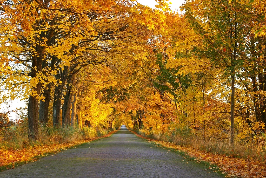 Free autumn fall road orange