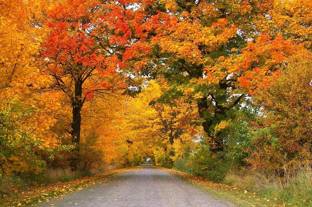 Free autumn fall road orange