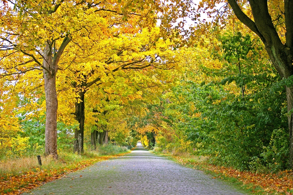 Free autumn fall road orange
