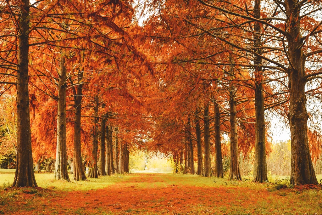 Free autumn fall road orange