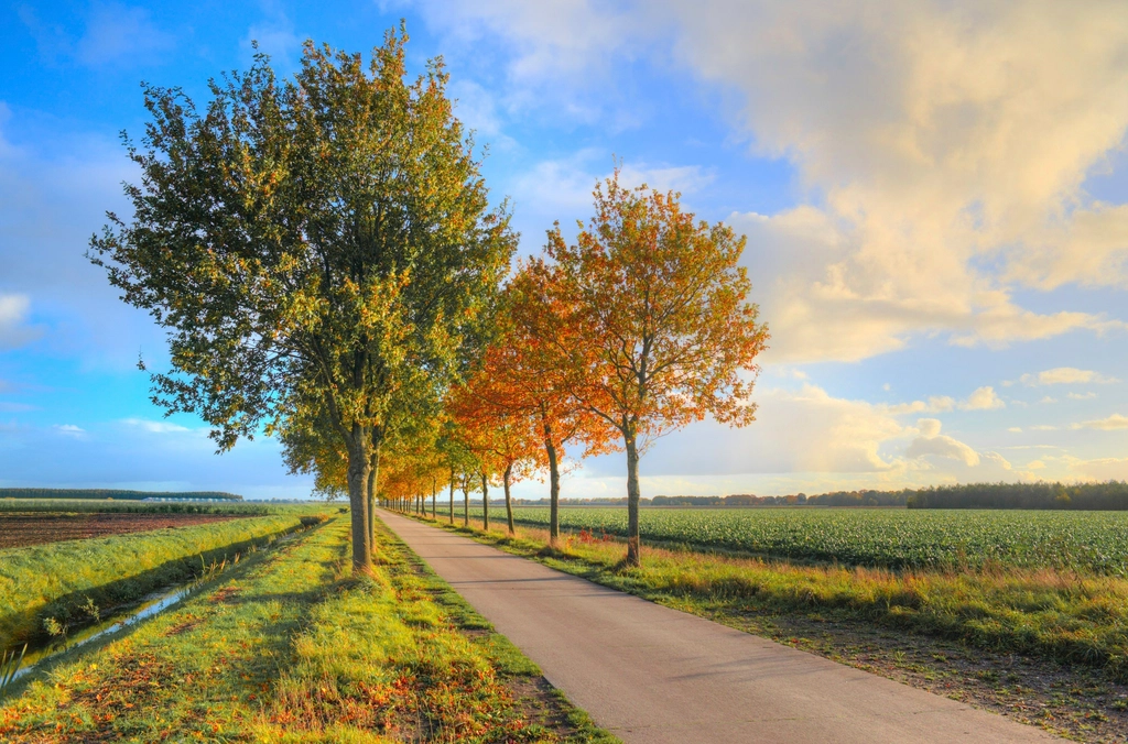 Free autumn fall road orange