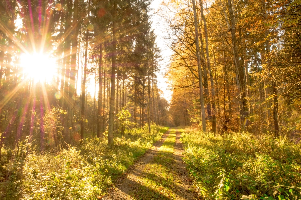 Free autumn fall trail orange