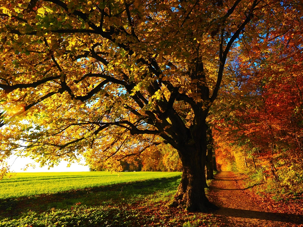 Free autumn fall trail orange