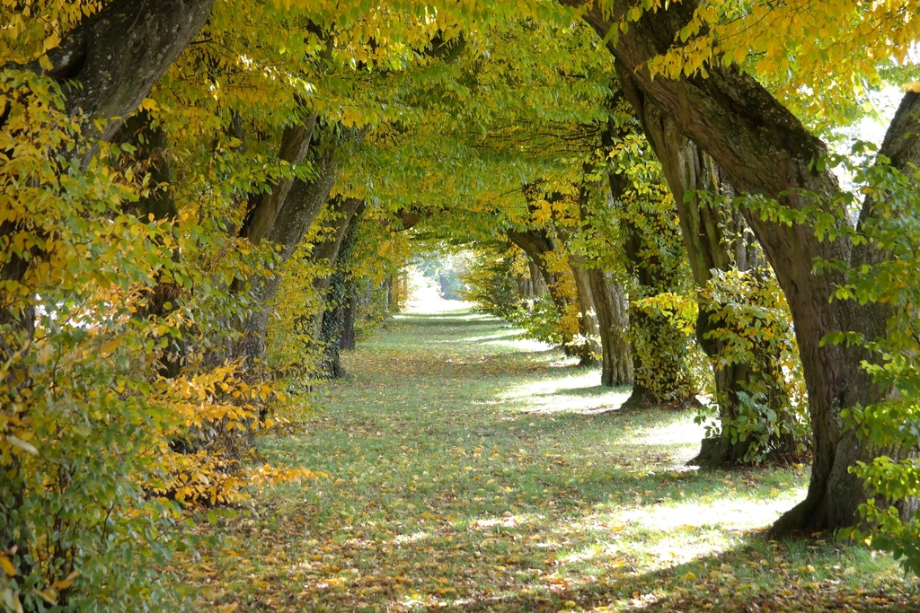 Free autumn fall trail orange