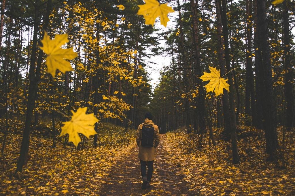 Free autumn fall trail orange