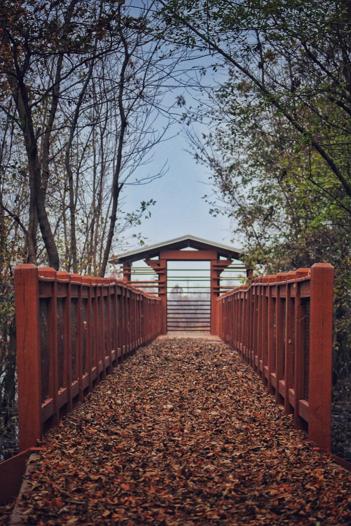 Free autumn falls photo