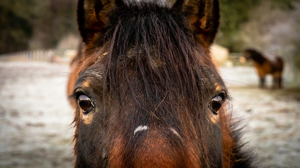 Free horse portrait face photo