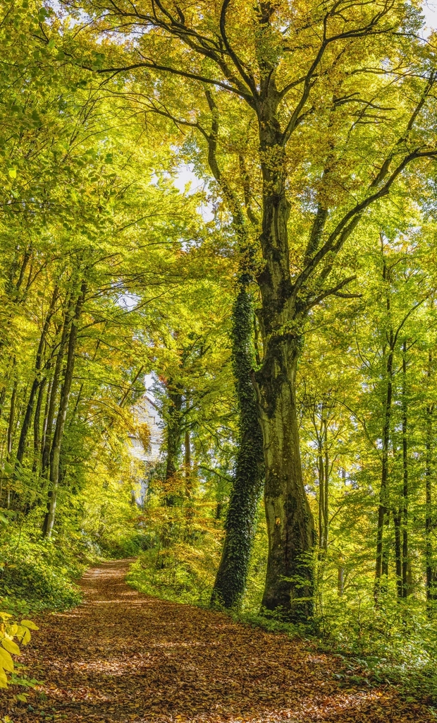 Free small trail forest trees