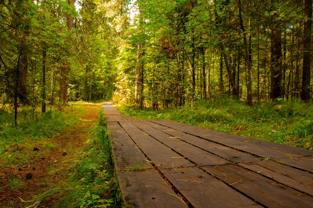 Free small trail forest trees