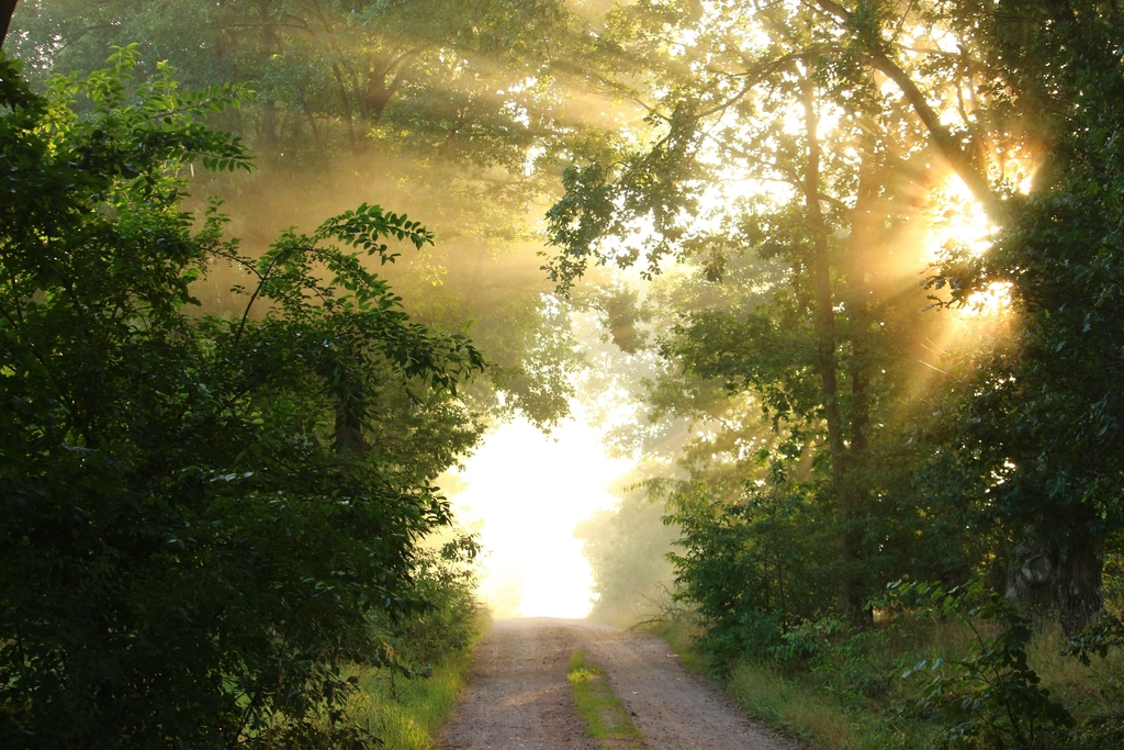 Free small trail forest trees