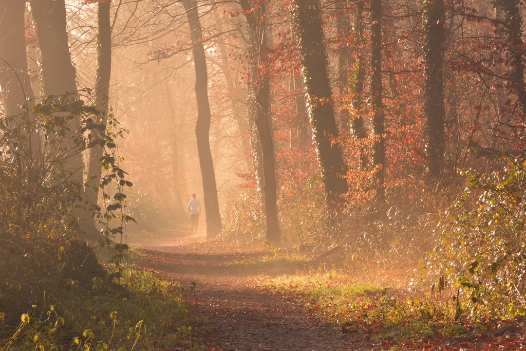 Free small trail forest trees