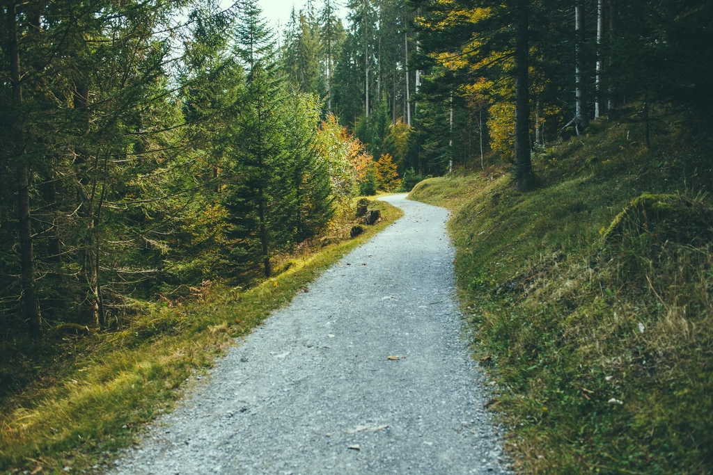 Free small trail forest trees