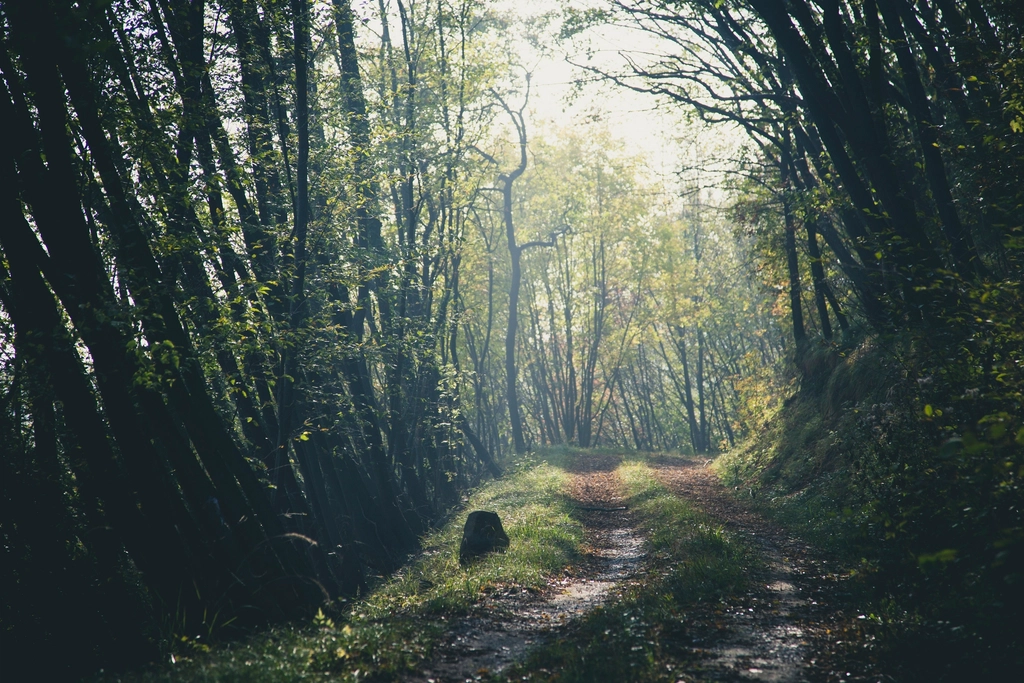 Free small trail forest trees