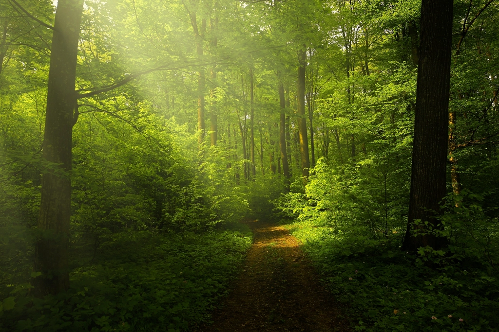 Free small trail forest trees