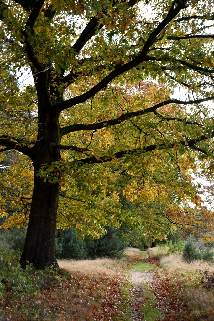 Free small trail forest trees