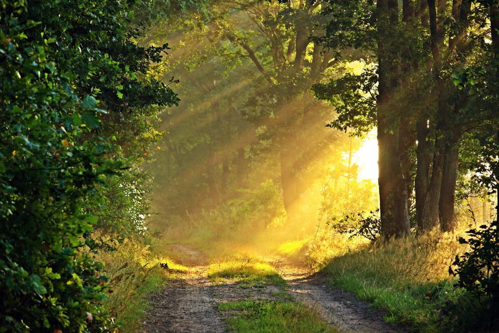 Free small trail forest trees