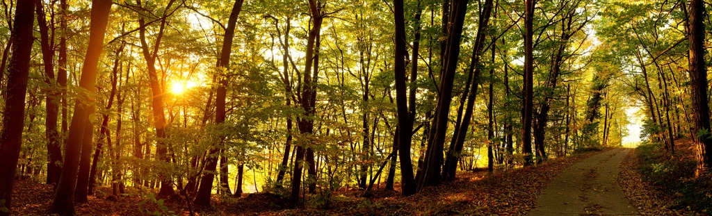Free small trail forest trees
