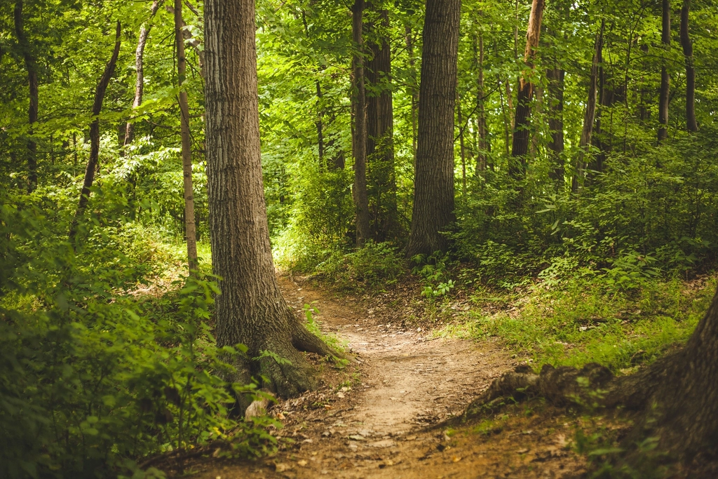 Free small trail forest trees