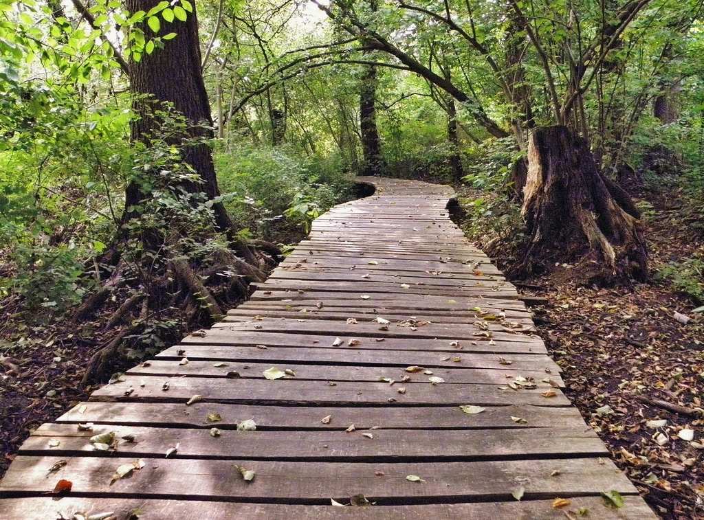 Free small trail forest trees