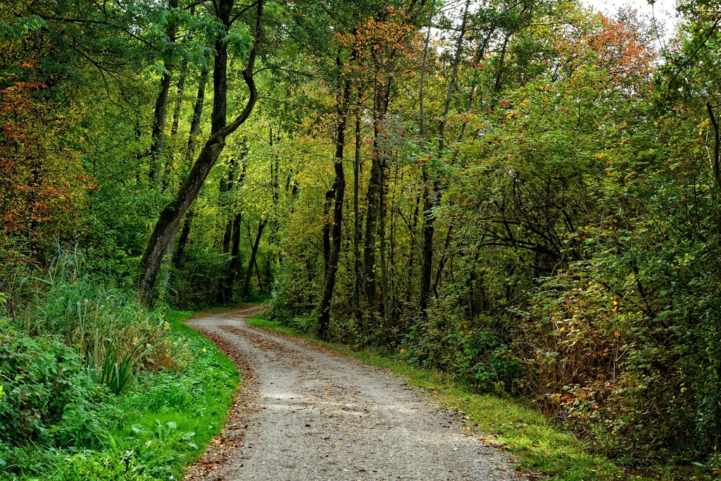 Free small trail forest trees