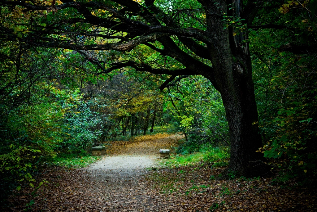 Free trail green forest trees