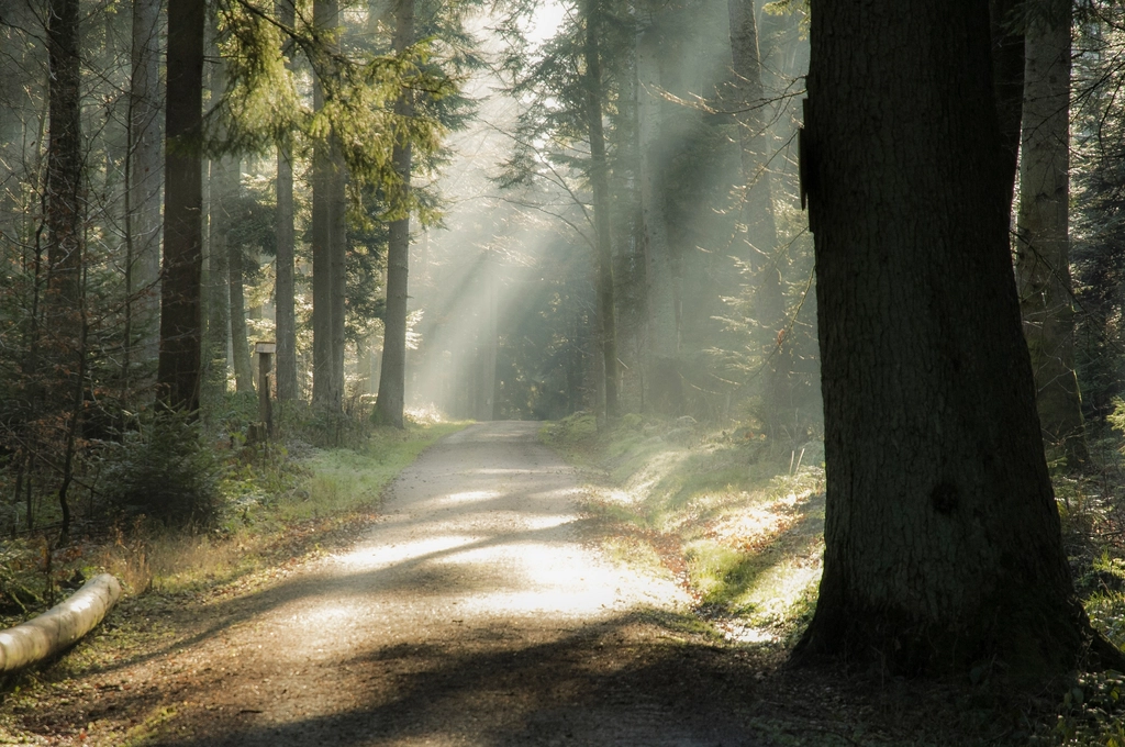 Free trail green forest trees