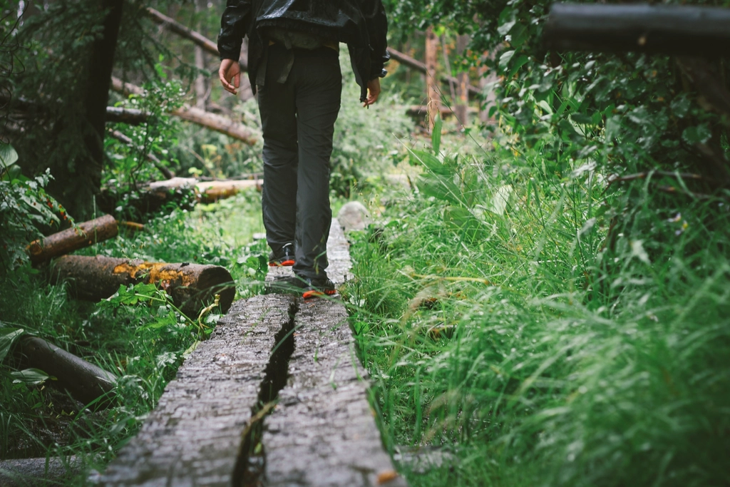 Free trail green forest trees